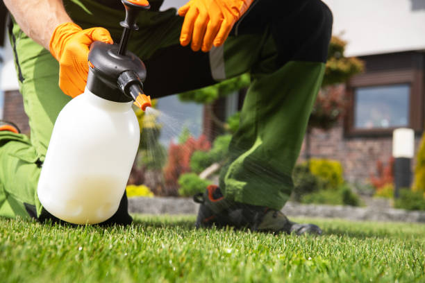 Wasp Removal Services in East Richmond Heights, CA