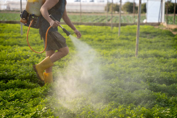 Best Ant Control Services  in East Richmond Heights, CA