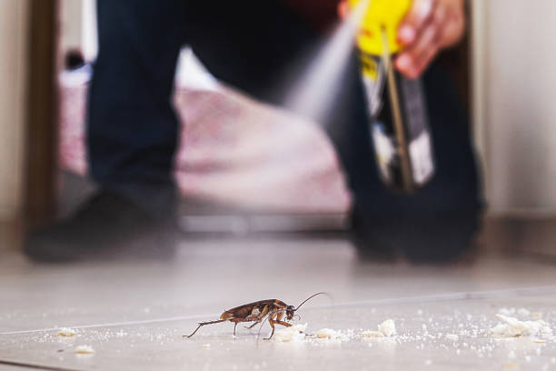 Best Local Pest Control Services  in East Richmond Heights, CA