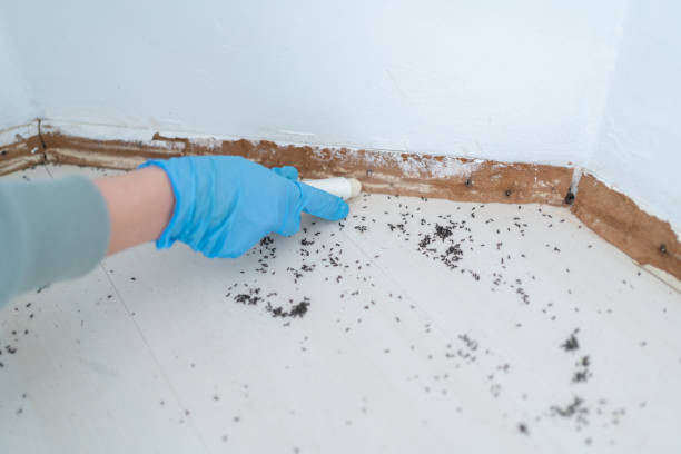 Best Ant Control Services  in East Richmond Heights, CA